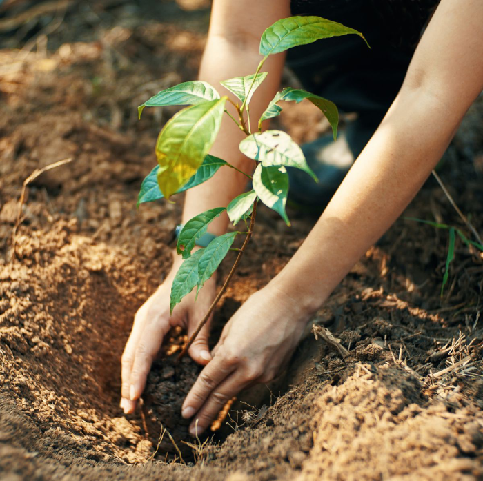 Memorial Gift Ideas Such As Planting a Tree in Their Honor