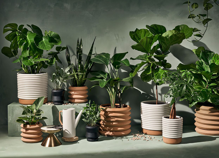 Indoor Plants Collection