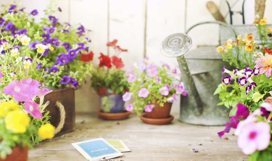 Seed Packets for Spring Flowers